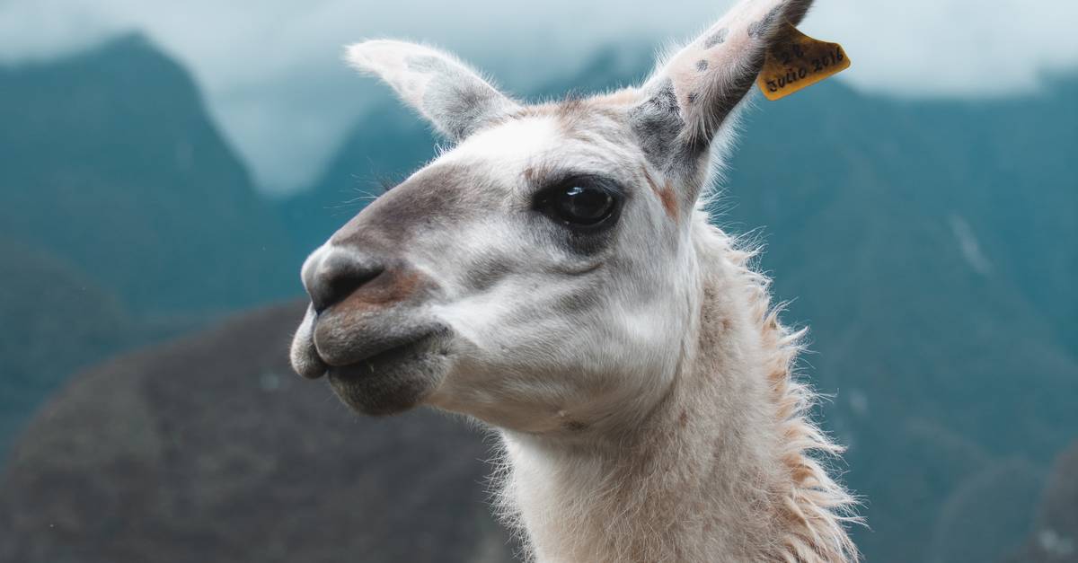 A close up of a llama looking at the camera