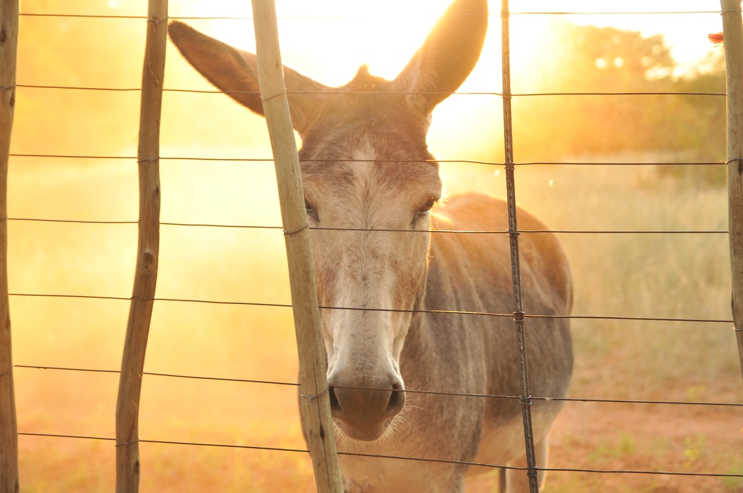 Animal standing near a wire fence