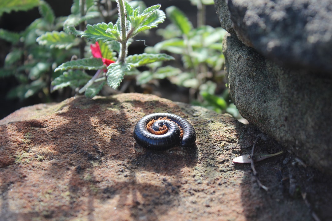 A snail sitting on a rock