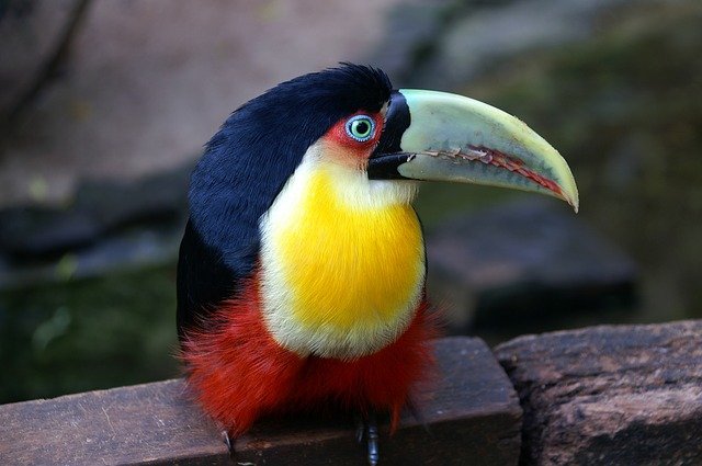 A colorful bird perched on top of a wooden bench
