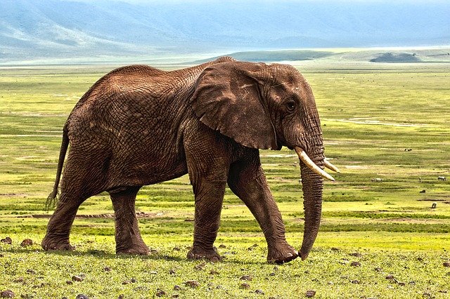 A large elephant standing next to a green field