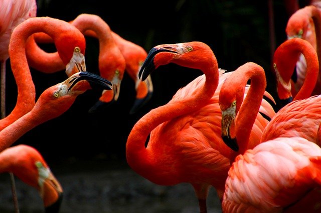 A flamingo standing in front of a bird